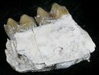 Oligocene Ruminant (Leptomeryx) Jaw Section #25094-1